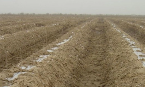 土壤盐分过多对植物的危害
