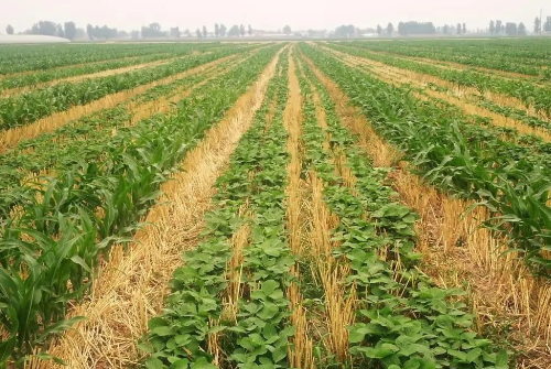 土壤系列科普四：不同种植方式对土壤的作用和影响