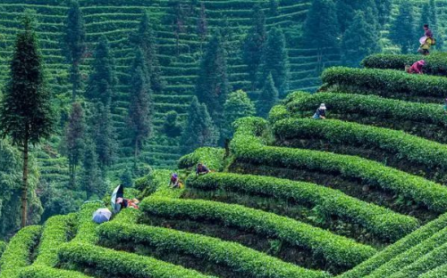 土壤系列科普四：不同种植方式对土壤的作用和影响