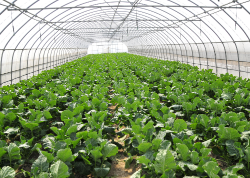 土壤系列科普四：不同种植方式对土壤的作用和影响