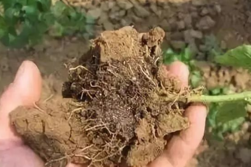 土壤病了，种啥也白瞎！影响土壤健康的3大因素你知道吗？