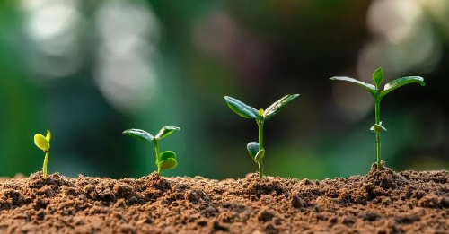 土壤肥力——供肥性与保肥性