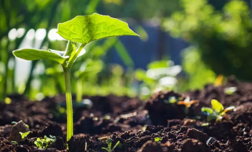 土壤肥力——供肥性与保肥性