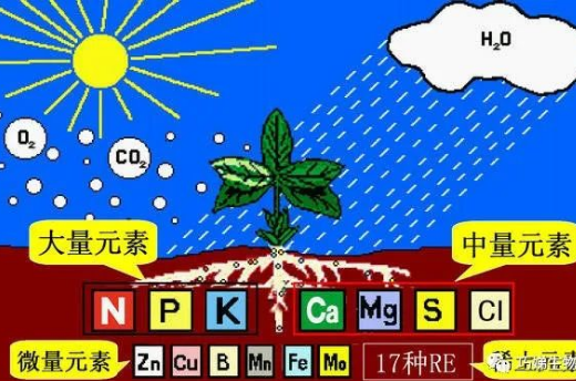 土壤或水盐分过高对作物生长的影响