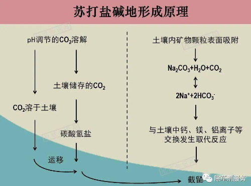 土壤的盐碱是怎么来的？