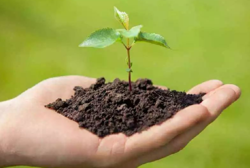 种植果蔬，如何才能提高土壤肥力？