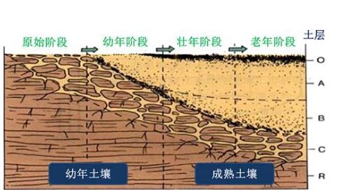 土壤有机质的作用和增加方法