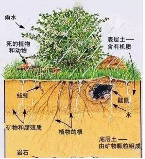 土壤有机质的作用和增加方法