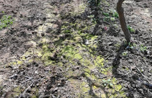 大棚土壤盐渍化危害严重，如何拯救土壤？