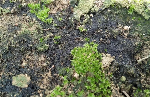土壤青苔的形成原因