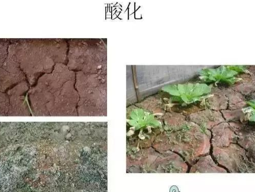 中央紧急发布：”土壤改良“不能等了！2024全国立即执行！