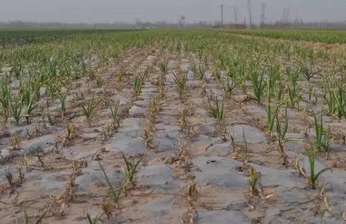 中央紧急发布：”土壤改良“不能等了！2024全国立即执行！