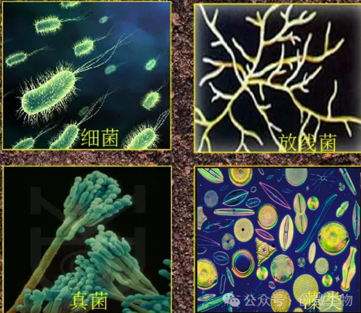 农田土壤生态系统中，土壤的耕作与管理模式对土壤生物均会产生一定的影响，促使土壤生态系统内的各种生态因