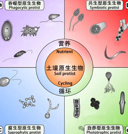 农田土壤生态系统中，土壤的耕作与管理模式对土壤生物均会产生一定的影响，促使土壤生态系统内的各种生态因