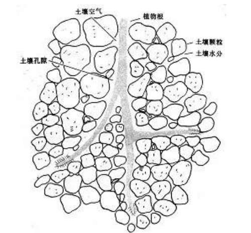 土壤的呼吸