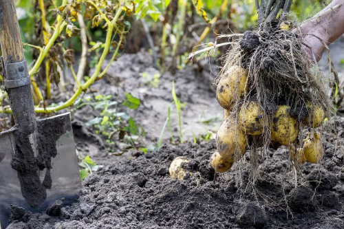 终于明白了，土壤有机质增加1%，要施多少有机肥？