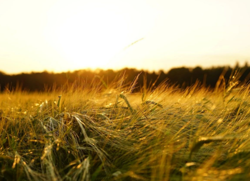 农田土壤常见的10种问题