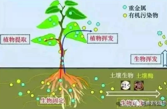 作物根系生长三要素