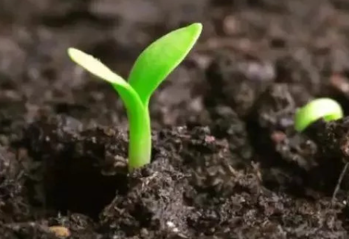 土壤增肥方法有哪些？告诉你8要点