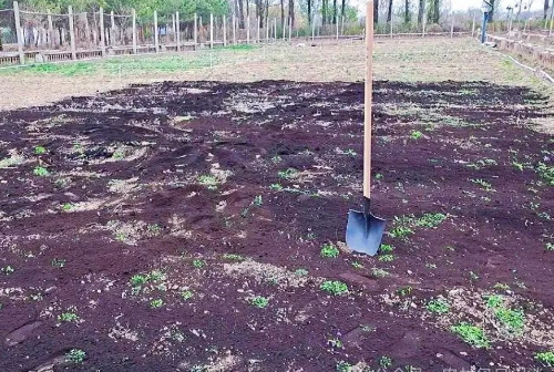 菜地土壤很结怎么办？用这个方法吧，村里老菜农都在用