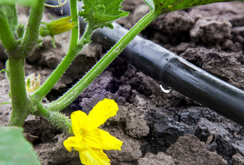 菜园土壤改良土质元素含量小妙招