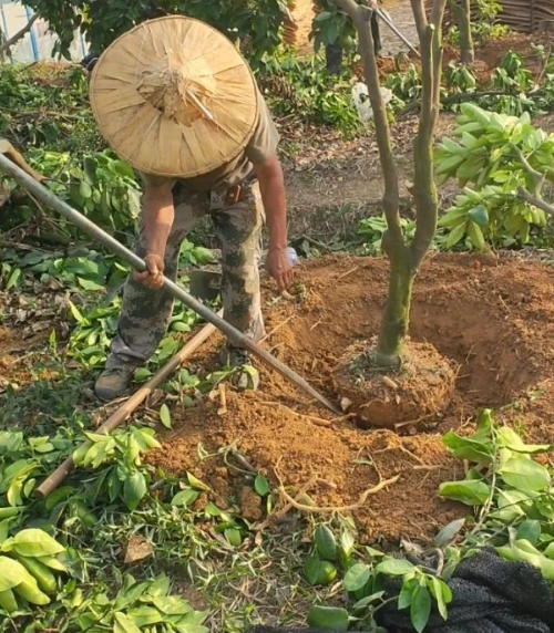 菜园土壤改良土质元素含量小妙招