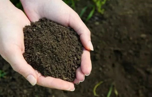 补充土壤有机质的方法