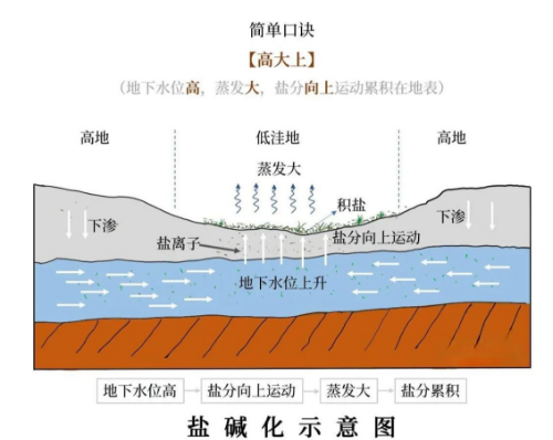 高考地理中的土壤盐碱化