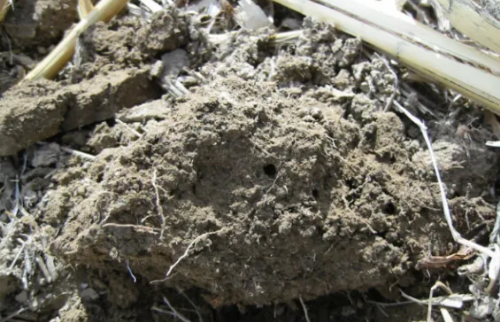 土壤（健康）评估从问“我的土壤有什么问题”开始