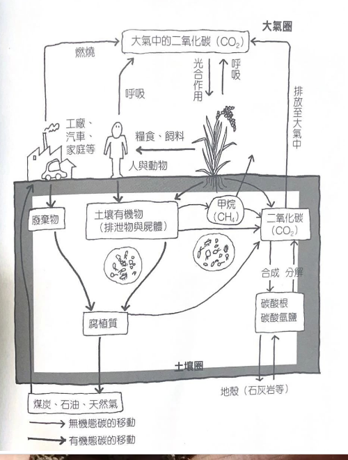 土壤里的碳循环是这样的