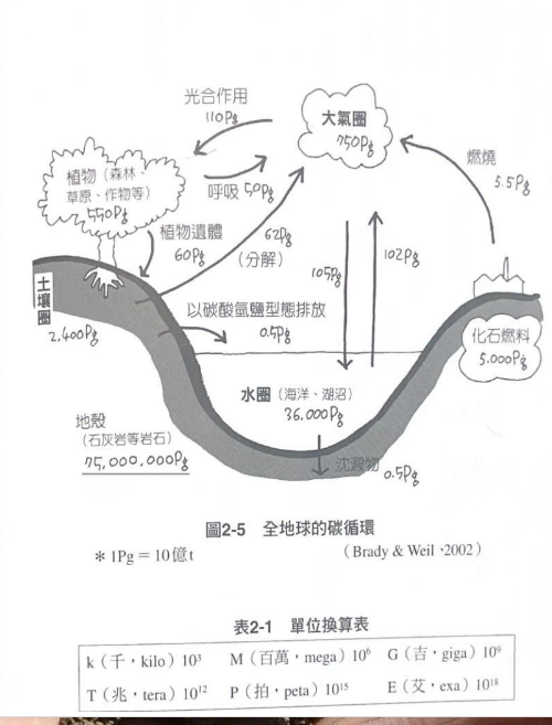 土壤里的碳循环是这样的