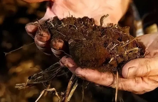 农田微生物多样性与土壤质量的关系及其对农业生产的影响