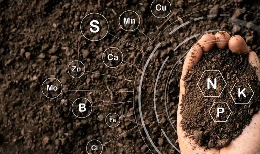 农田微生物多样性与土壤质量的关系及其对农业生产的影响