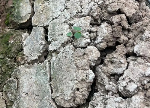 隐藏的耕地资源—盐碱地！