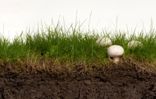 九种有效的改良土壤方式