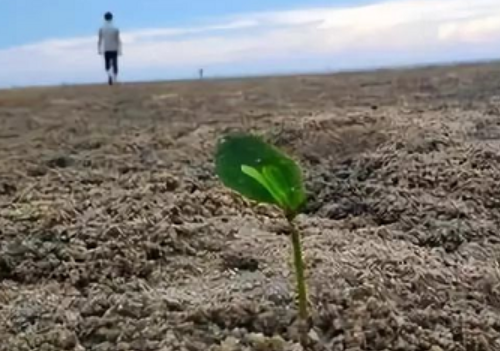 土壤改良不是那么容易！花了钱把地还改得越来越糟糕！
