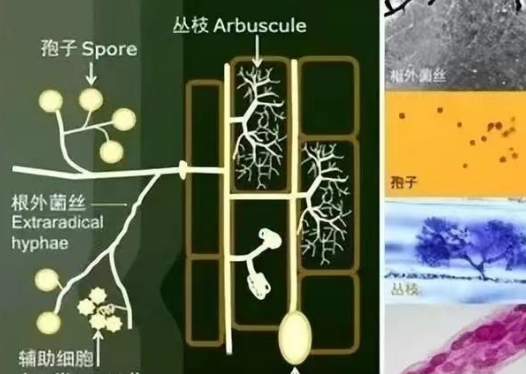 我国土壤分布以及微生物在土壤改良上的作用→