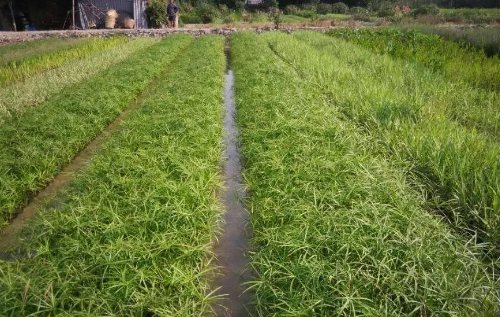 好土出好苗！简单十招，教你辨别土壤肥力~