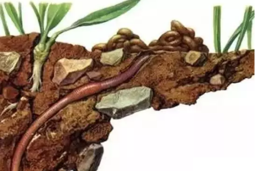 好土出好苗！简单十招，教你辨别土壤肥力~