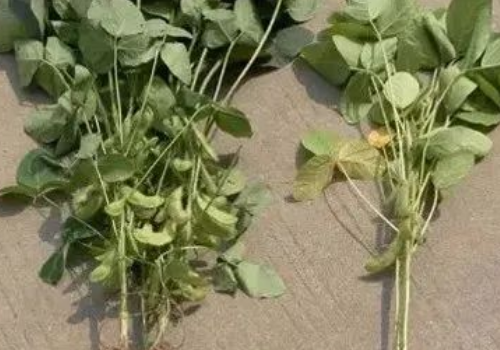 土壤病了，还在拼命撒化肥？5个措施教你改良，很实用！