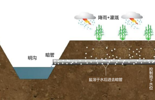 土壤盐渍化分为原生盐渍化和次生盐碱化两类