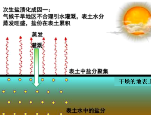 土壤盐渍化分为原生盐渍化和次生盐碱化两类