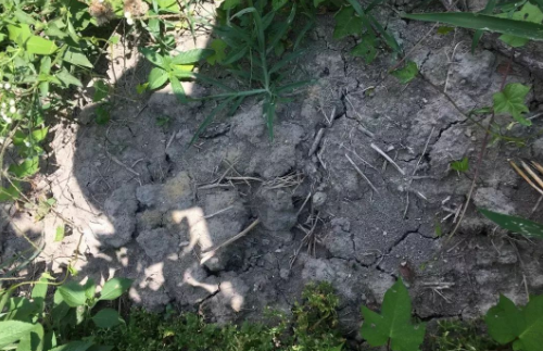 我国盐碱地的分布情况如何，我们该如何治理盐碱地，怎么样向盐碱地要粮食？