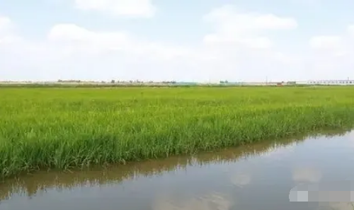 土壤肥力如何辨别？看这里！