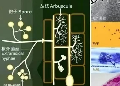 我国土壤分布以及微生物在土壤改良上的作用→