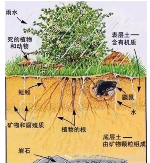 【自然农法】如何提高果园土壤有机质？