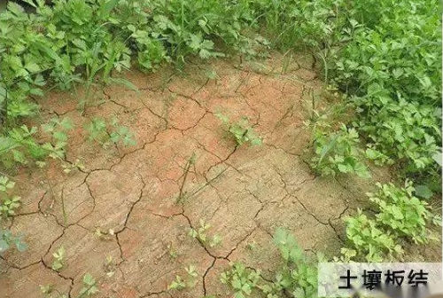 土壤板结，酸碱失衡就是最迫切的土壤问题，没有健康的土壤种什么都白搭！