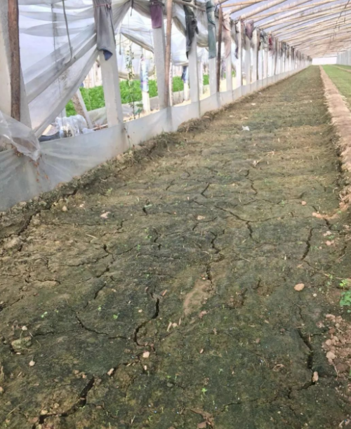 土壤板结，酸碱失衡就是最迫切的土壤问题，没有健康的土壤种什么都白搭！