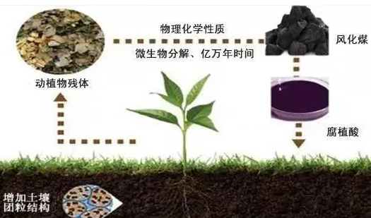 土壤、腐植酸、微生物三者的关系！