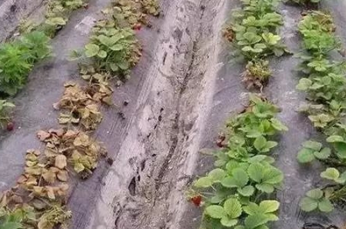 土壤的主要类型与肥力